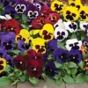 2 Pansy Live Plants in 4-inch Pots - Colorful Outdoor Garden Flowers - Image 1