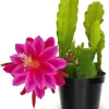 2 Pink Epiphyllum Orchid Cactus Live Plants, 6-8" Tall, 4" Pot, Indoor/Outdoor - Image 1