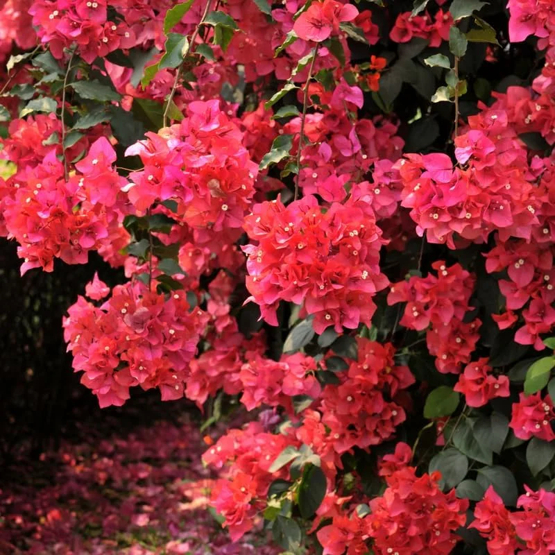 2 Purple Bougainvillea Live Plants - 4-9 Inch Tall Flower Vines, Perennial Outdoor - Image 2