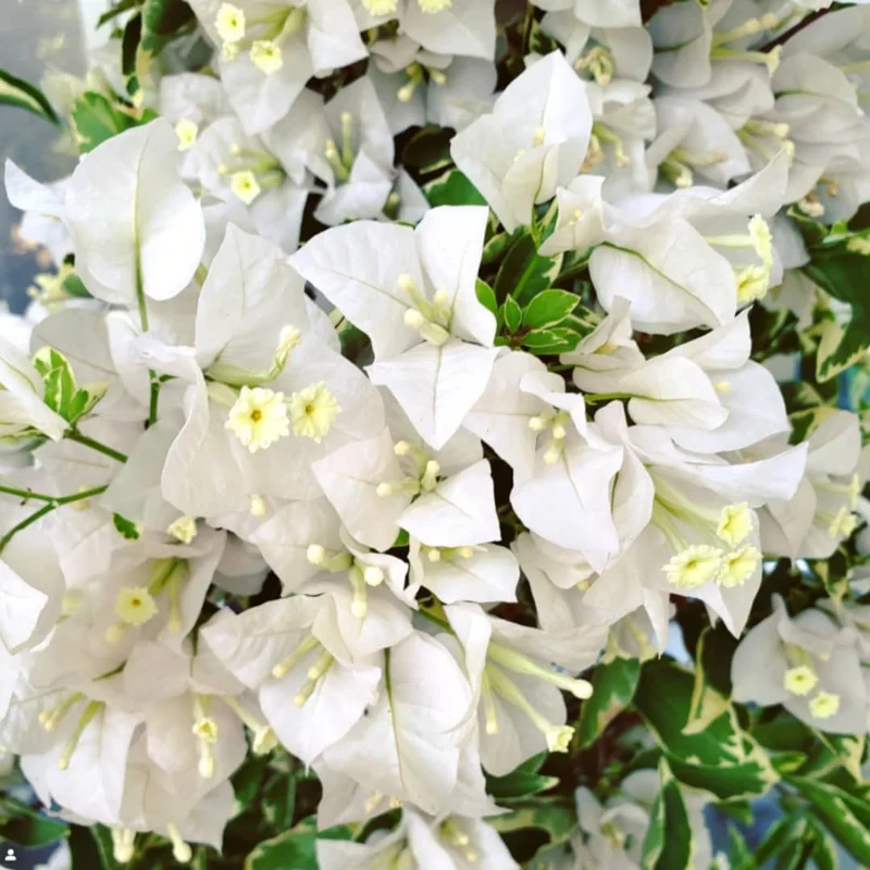 2 Purple Bougainvillea Live Plants - 4-9 Inch Tall Flower Vines, Perennial Outdoor - Image 3