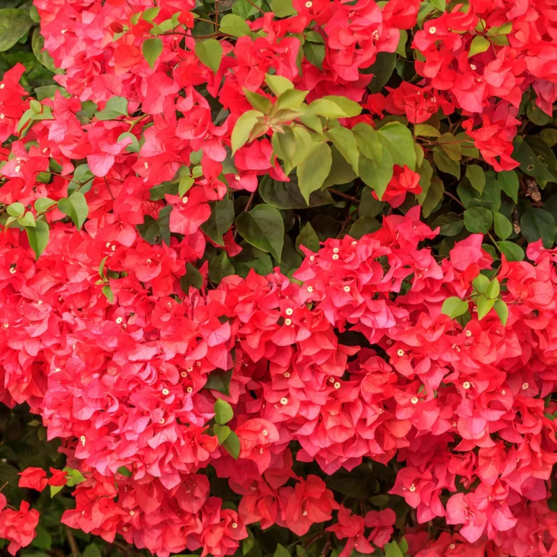 2 Purple Bougainvillea Live Plants - 4-9 Inch Tall Flower Vines, Perennial Outdoor - Image 1