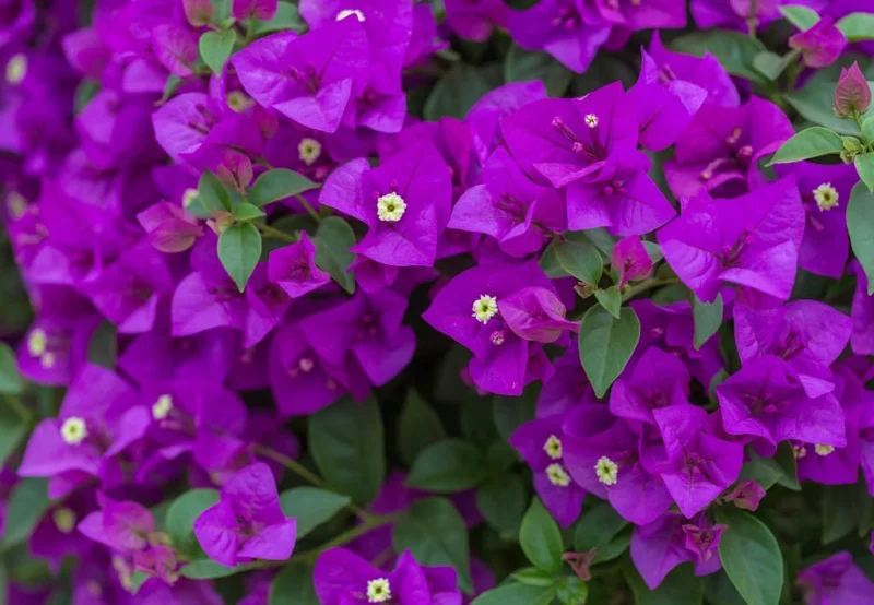 2 Purple Bougainvillea Live Plants - 4-9 Inch Tall Flower Vines, Perennial Outdoor - Image 4