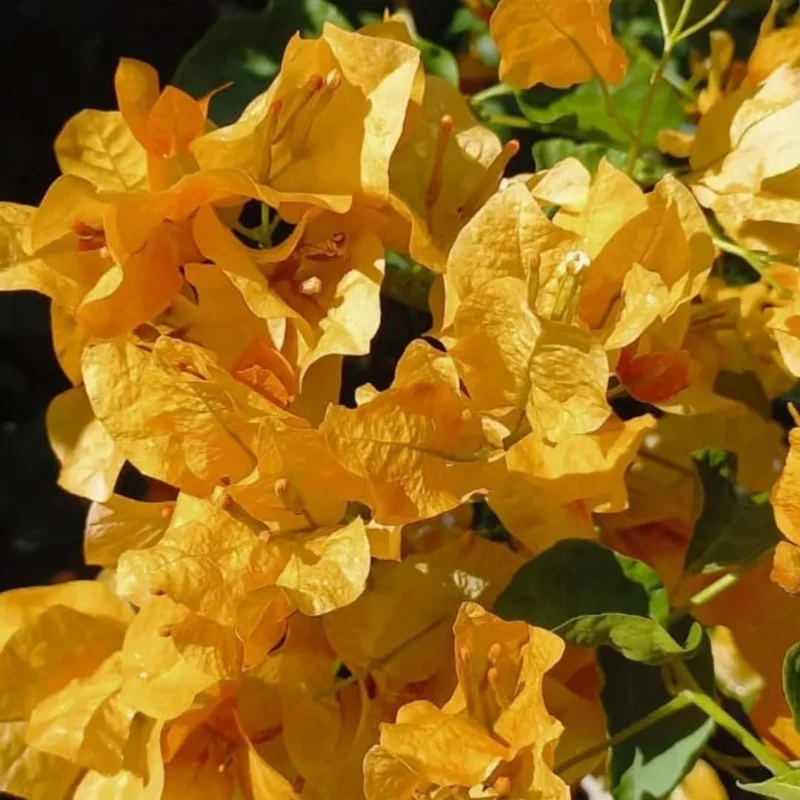 2 Purple Bougainvillea Live Plants - 4-9 Inch Tall Flower Vines, Perennial Outdoor - Image 5