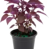 2 Purple Passion Live Plants, Gynura Velvet, 4-8 Inches, Indoor Outdoor Plant - Image 1