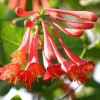 2 Red Honeysuckle Live Plants for Planting, 5-9" Tall, Fragrant Perennial Climbing Vine, Outdoor - Image 1