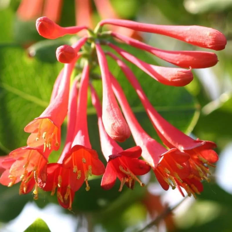 2 Red Honeysuckle Live Plants for Planting, 5-9" Tall, Fragrant Perennial Climbing Vine, Outdoor - Image 1