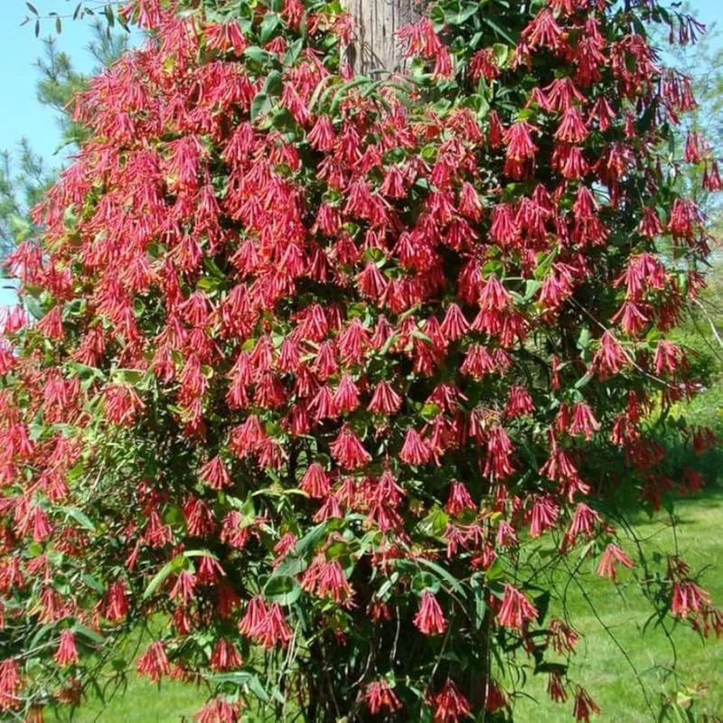 2 Red Honeysuckle Live Plants for Planting, 5-9" Tall, Fragrant Perennial Climbing Vine, Outdoor - Image 2