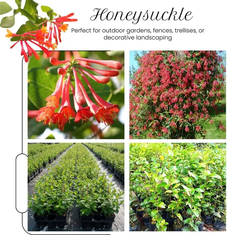 2 Red Honeysuckle Live Plants for Planting, 5-9" Tall, Fragrant Perennial Climbing Vine, Outdoor - Image 3