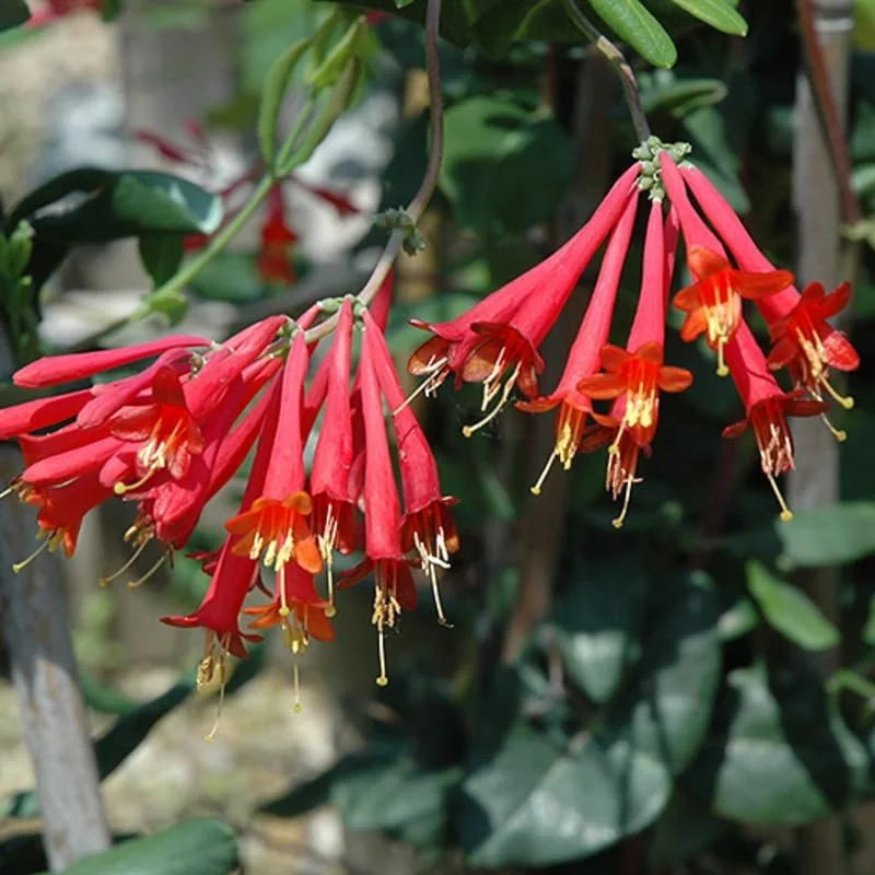 2 Red Honeysuckle Live Plants for Planting, 5-9" Tall, Fragrant Perennial Climbing Vine, Outdoor - Image 4