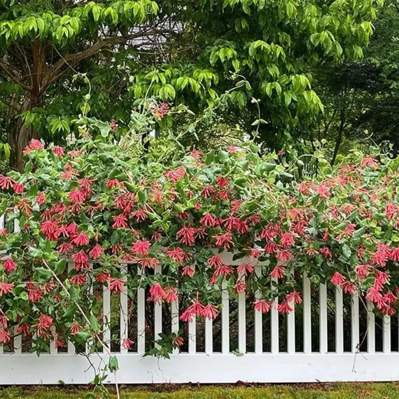 2 Red Honeysuckle Live Plants for Planting, 5-9" Tall, Fragrant Perennial Climbing Vine, Outdoor - Image 5
