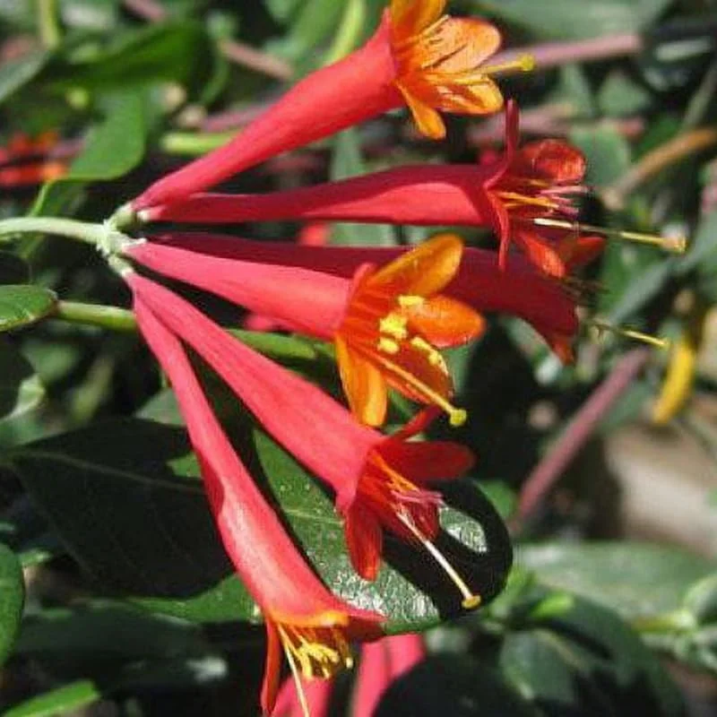 2 Red Honeysuckle Live Plants for Planting, 5-9" Tall, Fragrant Perennial Climbing Vine, Outdoor - Image 7