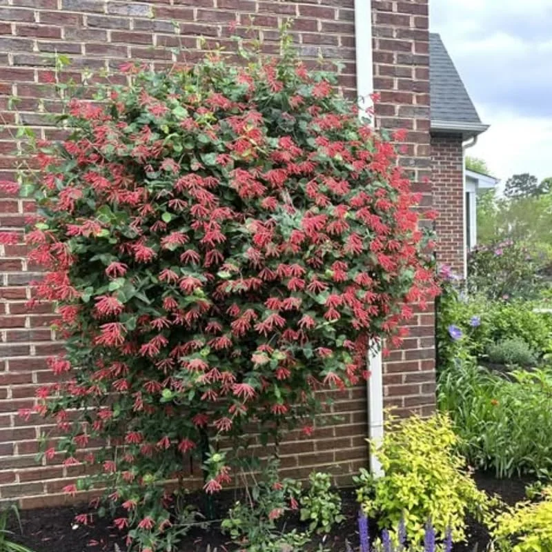 2 Red Honeysuckle Live Plants for Planting, 5-9" Tall, Fragrant Perennial Climbing Vine, Outdoor - Image 8