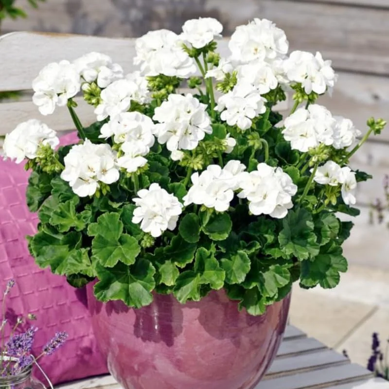 2 Rose Geranium Live Plants, 5-9" Tall, Colorful Flowering, Outdoor Garden Patio Hanging Basket - Image 4