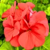 2 Rose Geranium Live Plants, 5-9" Tall, Colorful Flowering, Outdoor Garden Patio Hanging Basket - Image 1