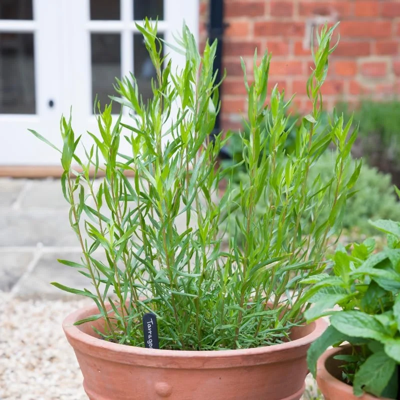 2 Tarragon Live Plants for Culinary Herb Garden - 4-9" Tall, Perennial, French - Image 2