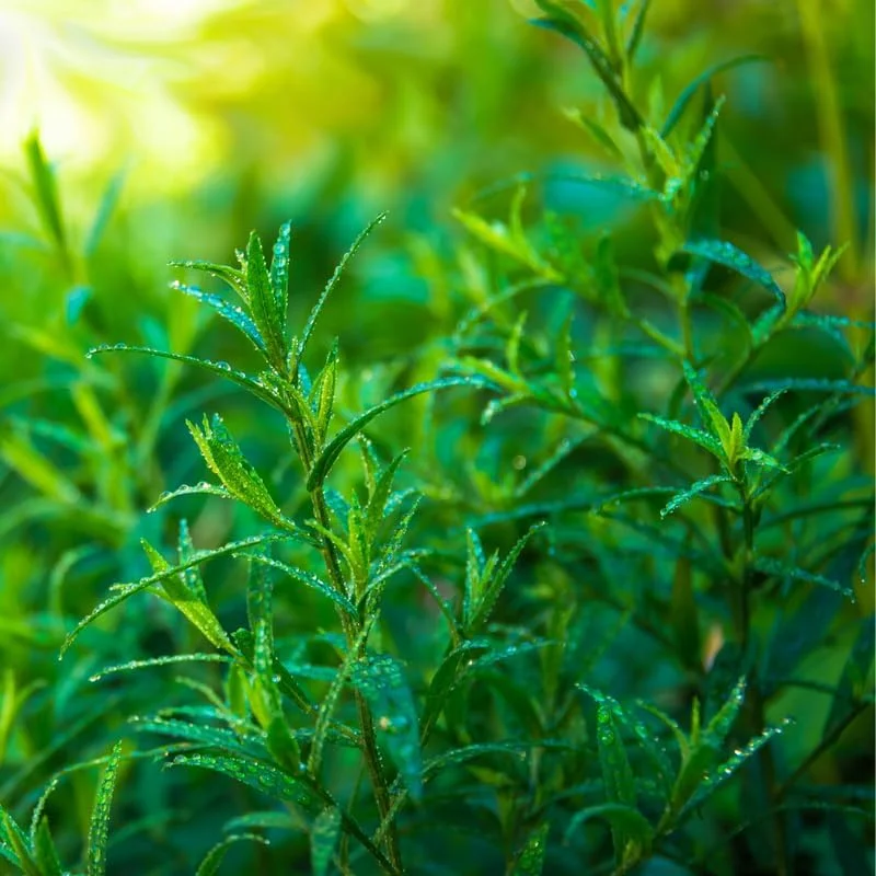 2 Tarragon Live Plants for Culinary Herb Garden - 4-9" Tall, Perennial, French - Image 4