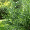 2 Tarragon Live Plants for Culinary Herb Garden - 4-9" Tall, Perennial, French - Image 1
