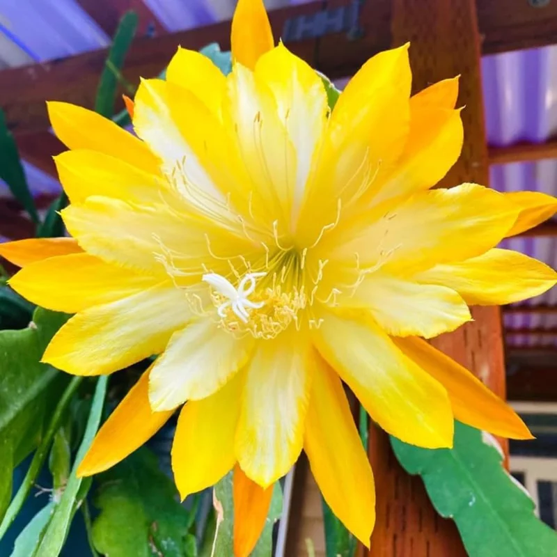 2 Yellow Epiphyllum Live Plants, Trailing Orchid Cactus, 4-8 Inch, Indoor/Outdoor - Image 5