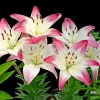 2 Yellow Red Lily Bulbs - Vibrant Bi-Color Lilies for Spring Planting, Indoor/Outdoor - Image 1