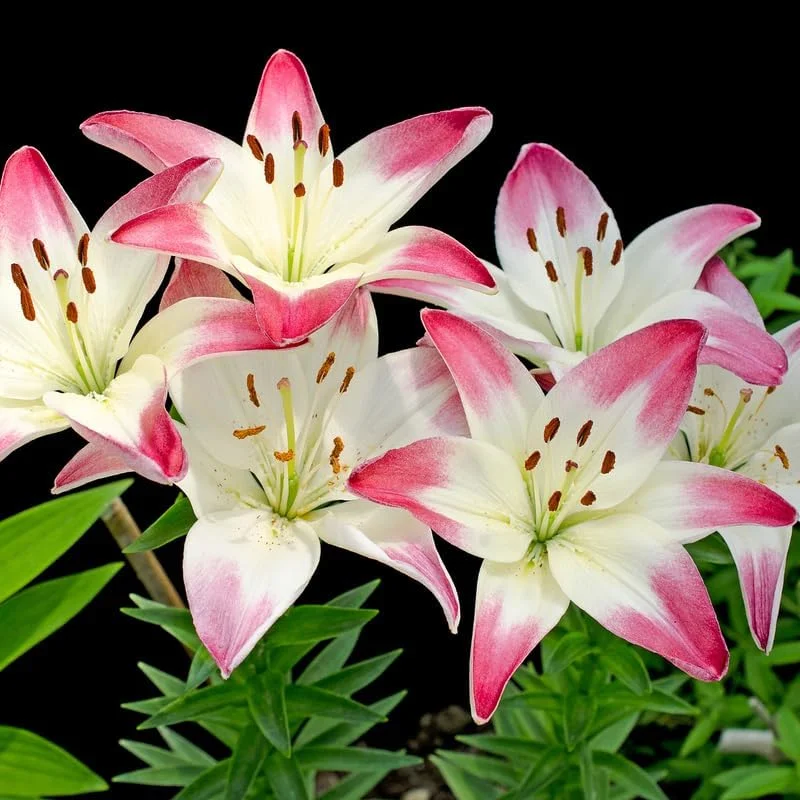 2 Yellow Red Lily Bulbs - Vibrant Bi-Color Lilies for Spring Planting, Indoor/Outdoor - Image 1