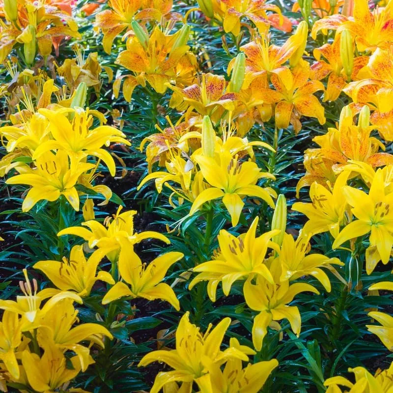 2 Yellow Red Lily Bulbs - Vibrant Bi-Color Lilies for Spring Planting, Indoor/Outdoor - Image 2