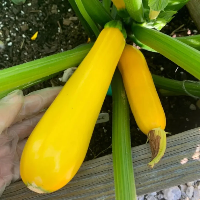 2 Yellow Zucchini Live Plant Seedlings, 4-6 Inches Tall, Outdoor Vegetable - Image 2