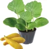 2 Yellow Zucchini Live Plant Seedlings, 4-6 Inches Tall, Outdoor Vegetable - Image 1