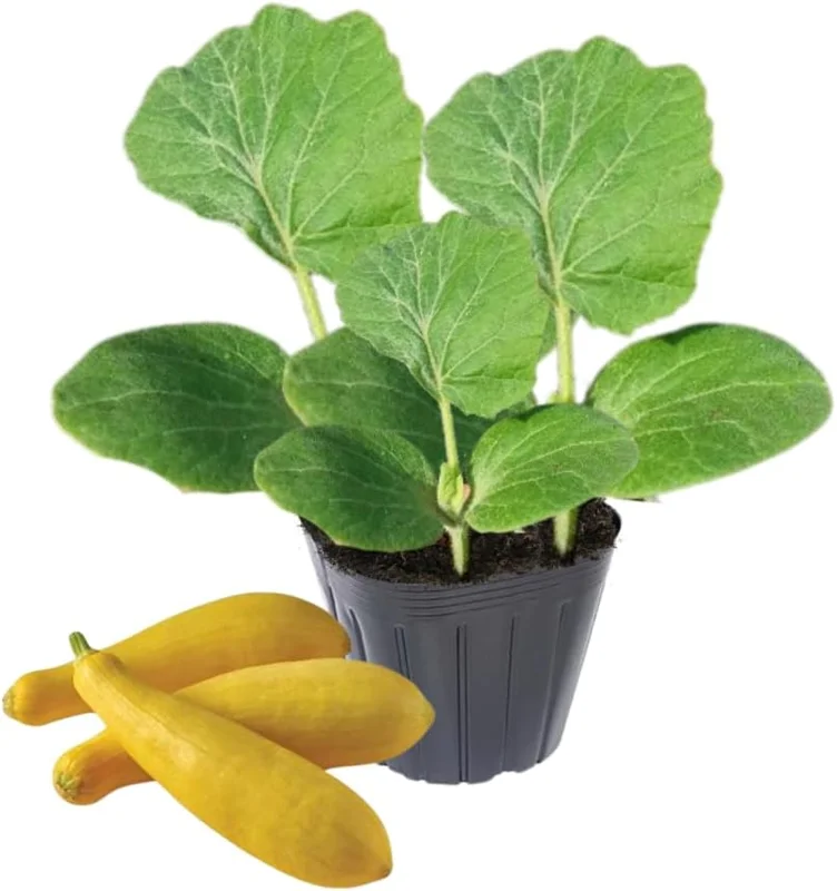 2 Yellow Zucchini Live Plant Seedlings, 4-6 Inches Tall, Outdoor Vegetable - Image 1