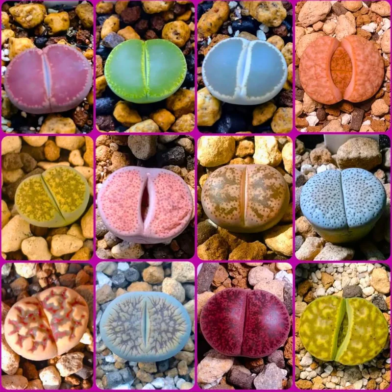 20 Pack Assorted Lithops Live Plants - Rare Living Stone Succulents for Indoors - Image 1