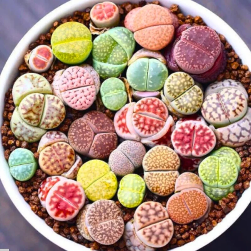 20 Pack Assorted Lithops Live Plants - Rare Living Stone Succulents for Indoors - Image 2
