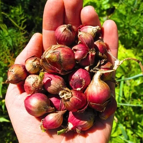 200 Walking Onion Seeds - Fast Growing, Cold Hardy Perennial Vegetable - Image 3