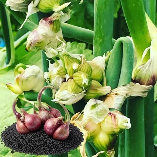 200 Walking Onion Seeds - Fast Growing, Cold Hardy Perennial Vegetable - Image 4