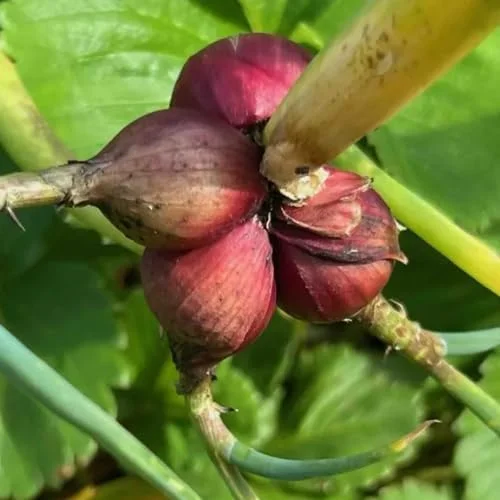 200 Walking Onion Seeds - Fast Growing, Cold Hardy Perennial Vegetable - Image 6