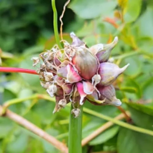 200 Walking Onion Seeds - Fast Growing, Cold Hardy Perennial Vegetable - Image 8
