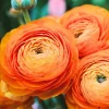 25 Mixed Ranunculus Bulbs – Buttercup Corms for Vibrant Spring Flowers - Image 1