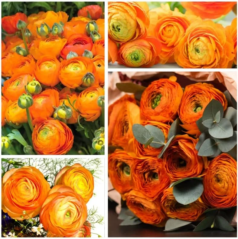 25 Ranunculus Bulbs for Fall Planting - Multicolor, Peony-like Flowers - Image 1