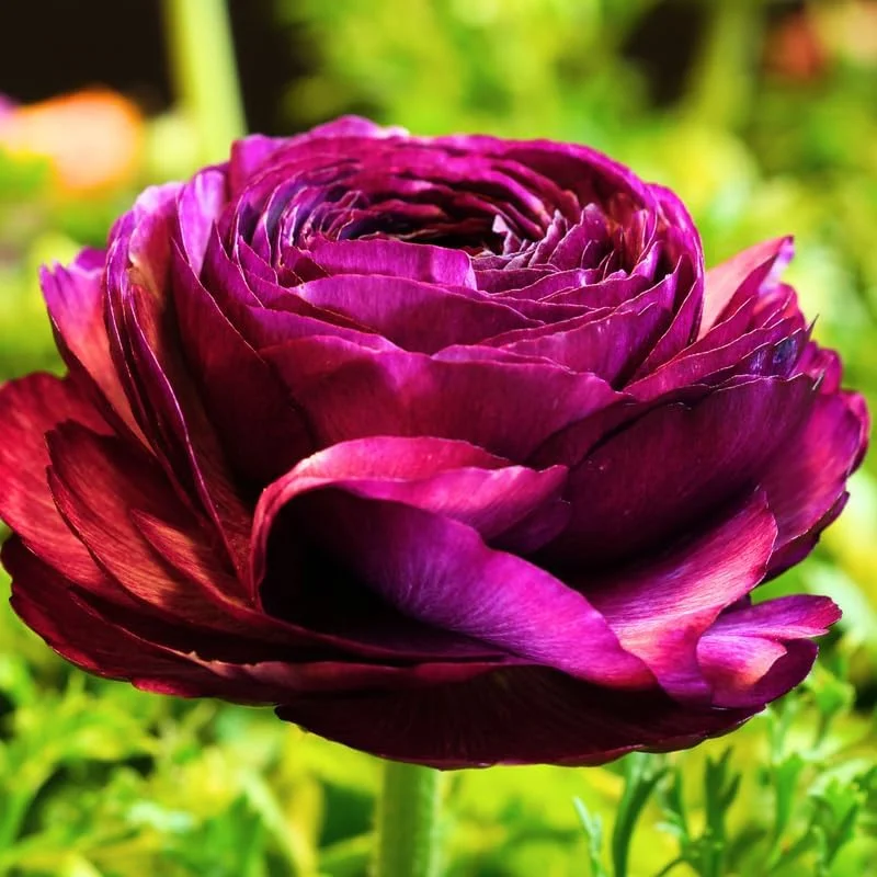25 Ranunculus Bulbs for Planting - Mixed Pastel Corms, Peony Buttercup Flowers Outdoor - Image 2