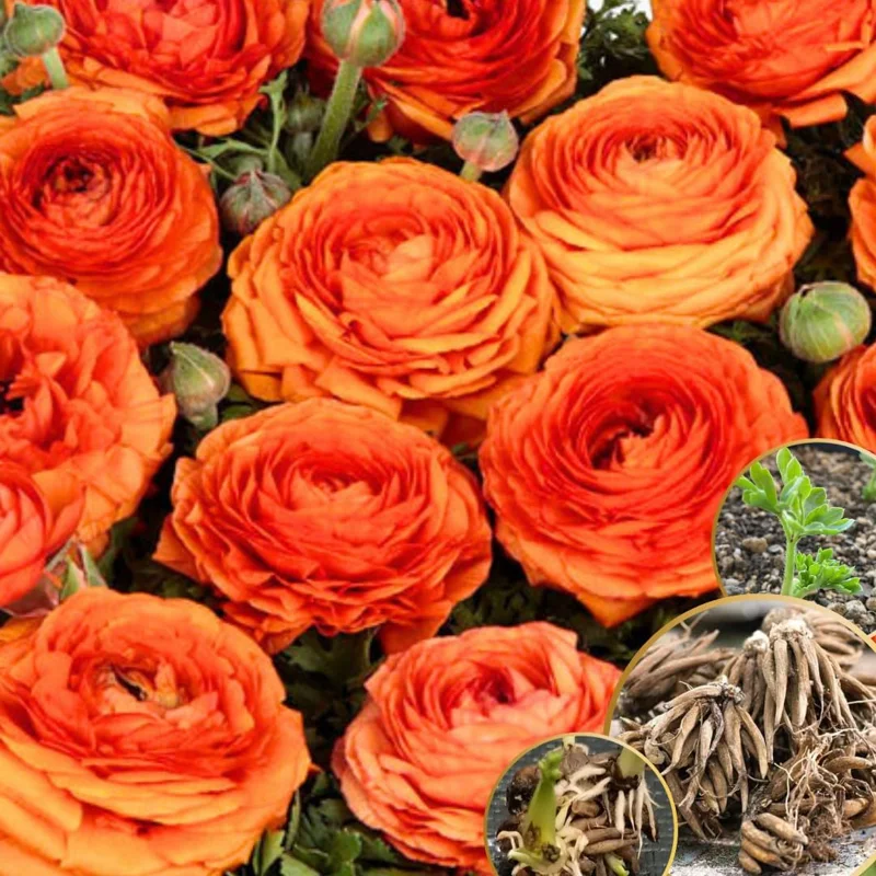 25 Ranunculus Bulbs for Planting - Mixed Pastel Corms, Peony Buttercup Flowers Outdoor - Image 1