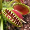 3 B52 Giant Venus Flytrap Live Plants - Starter Size, Potted Carnivorous Plant, Indoor/Outdoor - Image 1