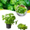 3 Basil Live Plant Set - 4 Inch Pots, Ready for Planting - Culinary Herb - Image 1