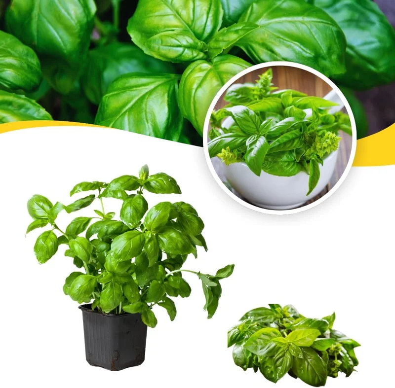 3 Basil Live Plant Set - 4 Inch Pots, Ready for Planting - Culinary Herb - Image 1