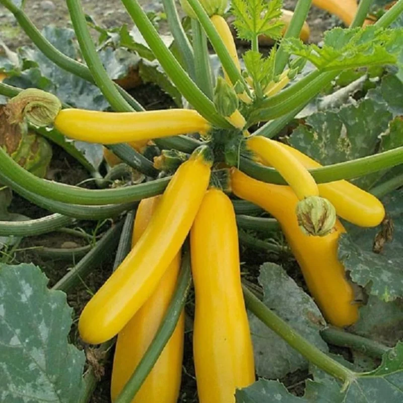 3 Live Squash Plants - Zucchini & Yellow, 4 Inch Pot, Outdoor Vegetable Seedlings - Image 2