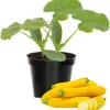 3 Live Squash Plants - Zucchini & Yellow, 4 Inch Pot, Outdoor Vegetable Seedlings - Image 1