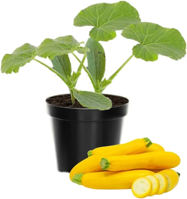 3 Live Squash Plants - Zucchini & Yellow, 4 Inch Pot, Outdoor Vegetable Seedlings - Image 1