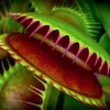3 Live Venus Flytrap Plants - Dionaea Muscipula Carnivorous Starter Plants for Indoor & Outdoor - Image 1