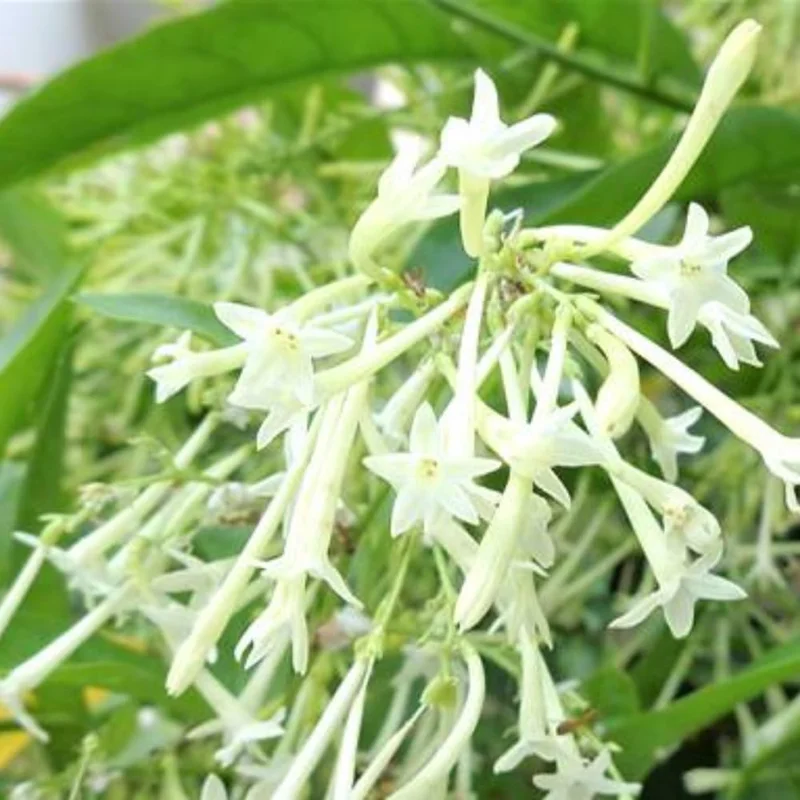 3 Night Blooming Jasmine Live Plants, 5-6 Inches Tall, Fragrant Cestrum Nocturnum - Image 2