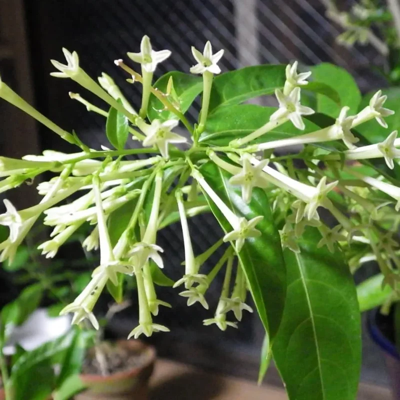3 Night Blooming Jasmine Live Plants, 5-6 Inches Tall, Fragrant Cestrum Nocturnum - Image 3