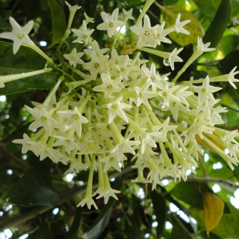 3 Night Blooming Jasmine Live Plants, 5-6 Inches Tall, Fragrant Cestrum Nocturnum - Image 4