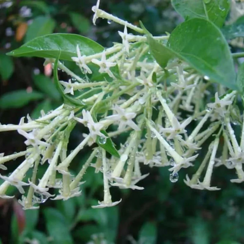 3 Night Blooming Jasmine Live Plants, 5-6 Inches Tall, Fragrant Cestrum Nocturnum - Image 5