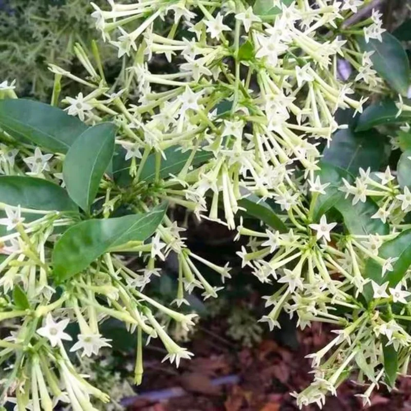 3 Night Blooming Jasmine Live Plants, 5-6 Inches Tall, Fragrant Cestrum Nocturnum - Image 1